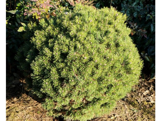 Pinus mugo 'Minimops' - borovice kleč