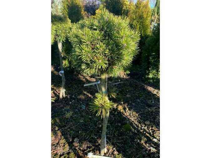 Pinus mugo 'Minimops' kmínek - borovice kleč