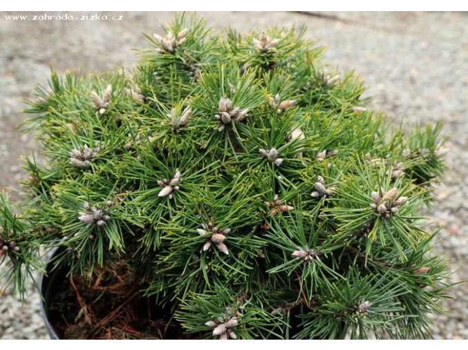 Pinus mugo 'Miniparadekissen' - borovice kleč