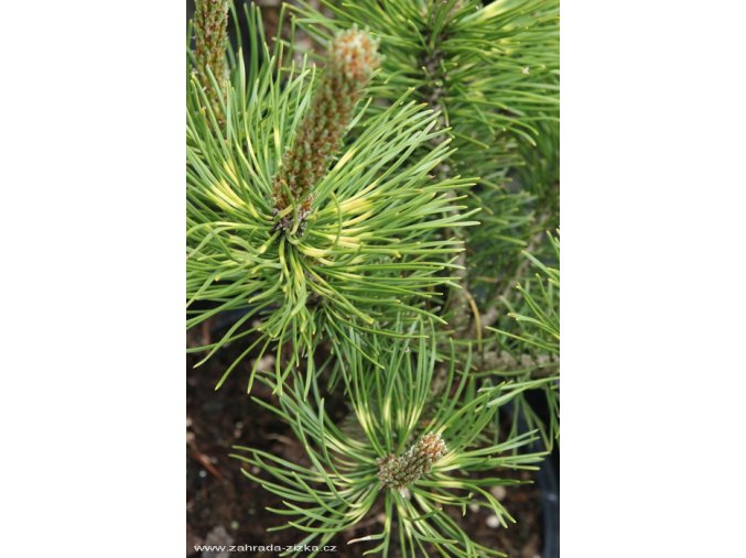 Pinus mugo 'Sunshine' - borovice kleč