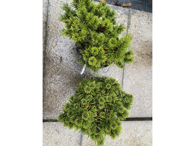 Pinus mugo 'Suzi' - borovice kleč