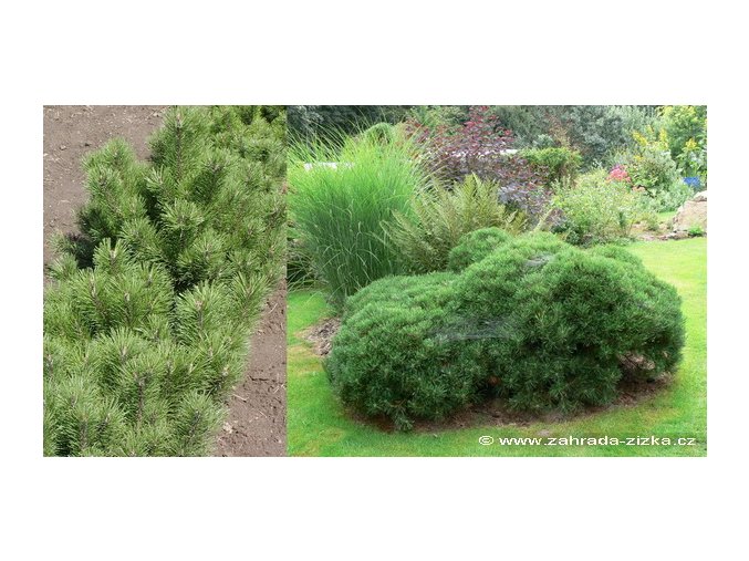Pinus mugo var. pumilio - borovice kleč