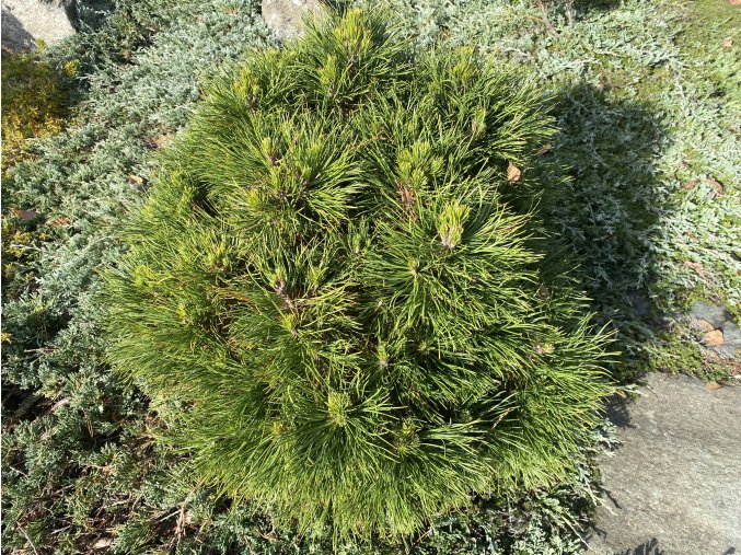 Pinus mugo 'Varella' - borovice kleč