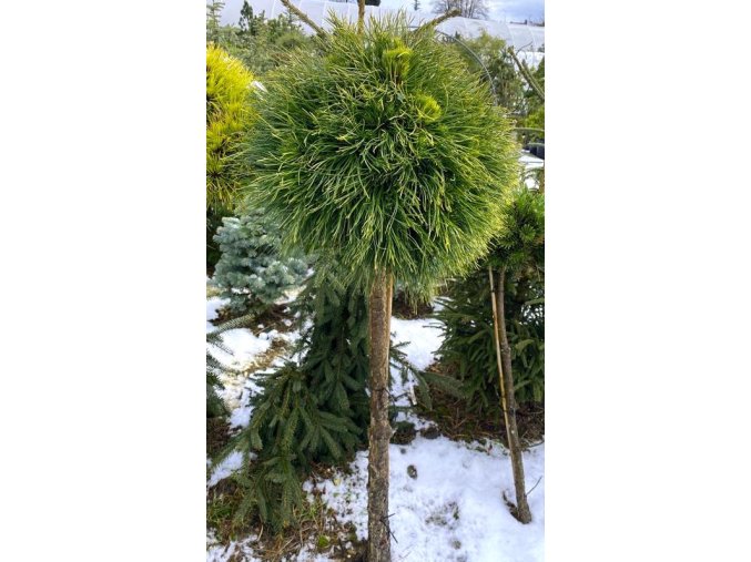 Pinus mugo 'Varella' kmínek balové - borovice kleč