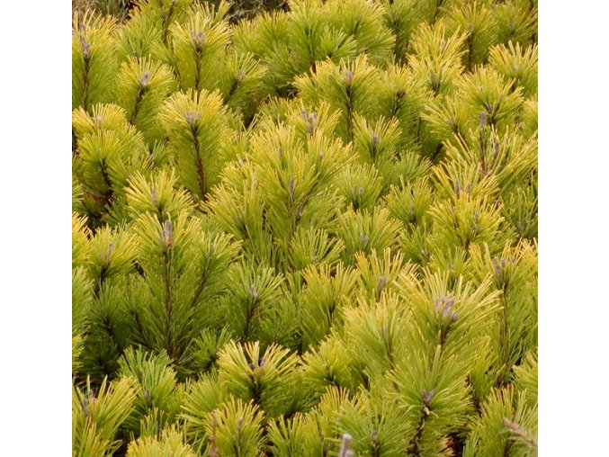 Pinus mugo 'Winter Gold' - borovice kleč