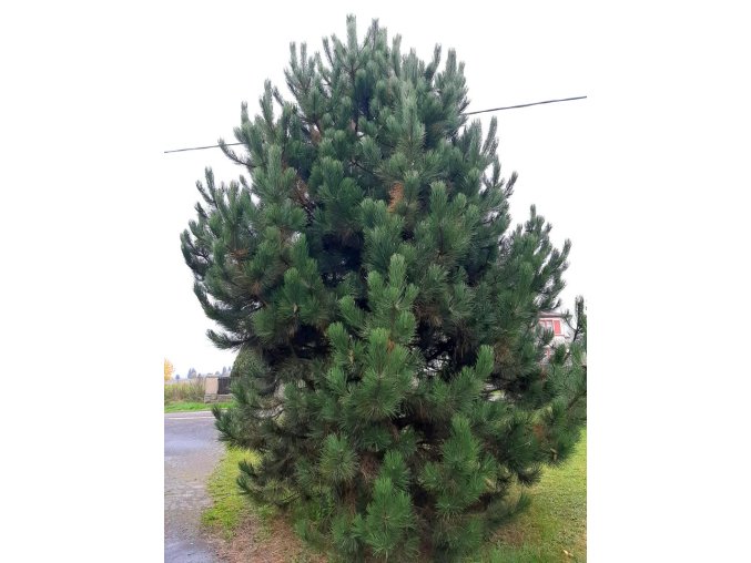 Pinus nigra - borovice černá