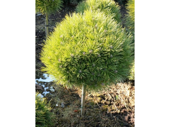 Pinus nigra 'Bambino' kmínek - borovice černá