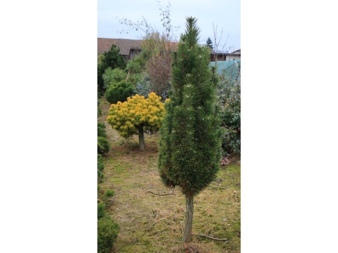 Pinus nigra 'Frank' - borovice černá