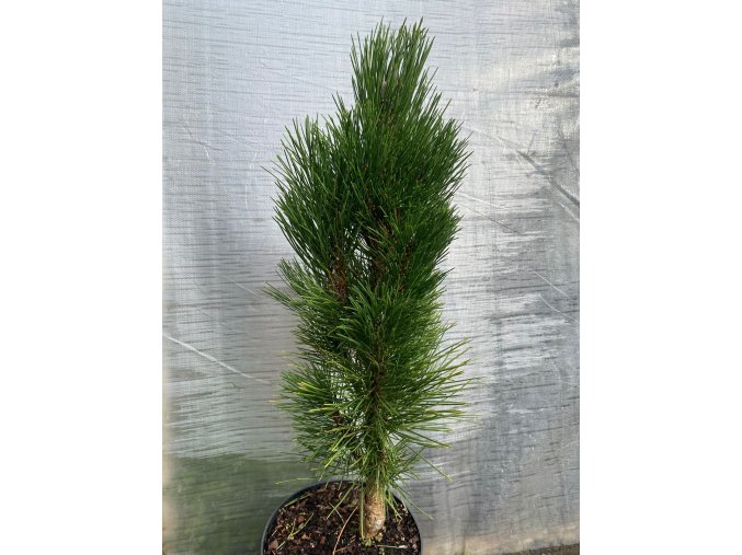 Pinus nigra 'Green Rocket' - borovice černá