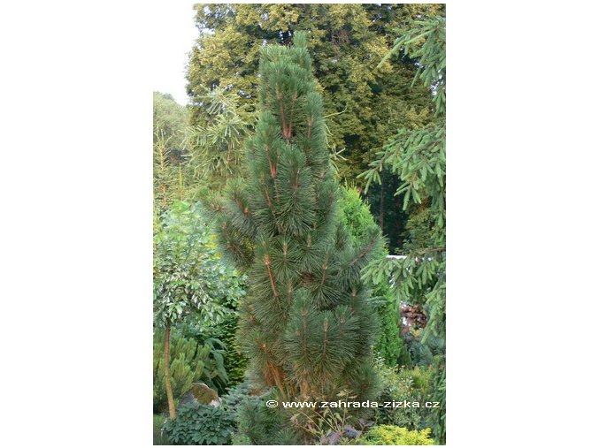 Pinus nigra 'Meylan' - borovice černá