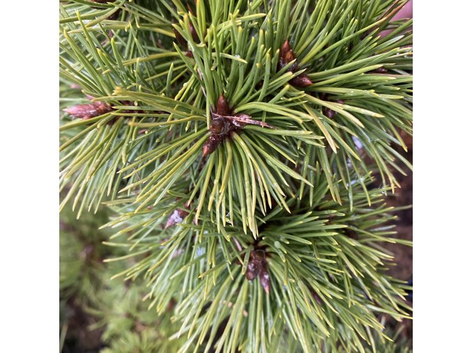 Pinus nigra 'Ola' - borovice černá