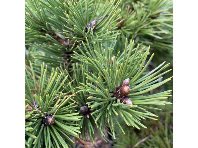 Pinus nigra 'Pinc' - borovice černá