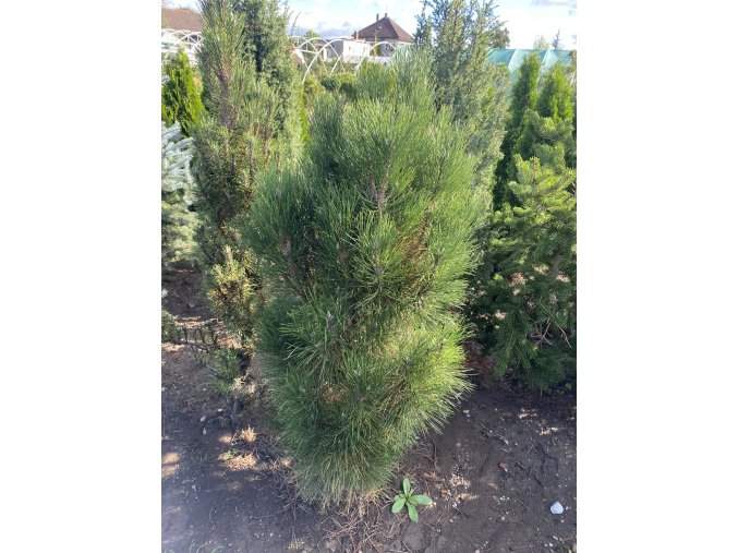 Pinus nigra Rondello