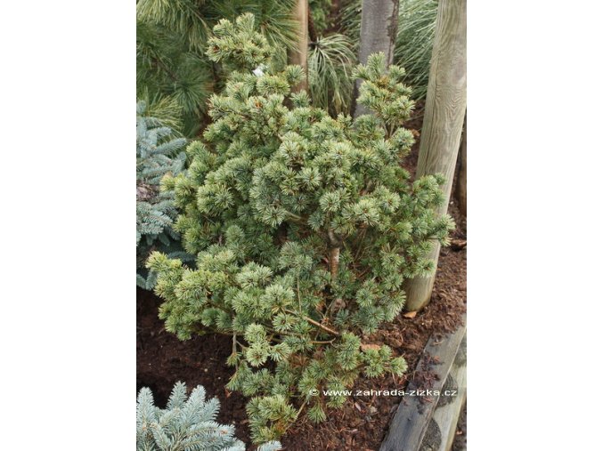 Pinus parviflora 'Adock Dwarf' - borovice drobnokvětá