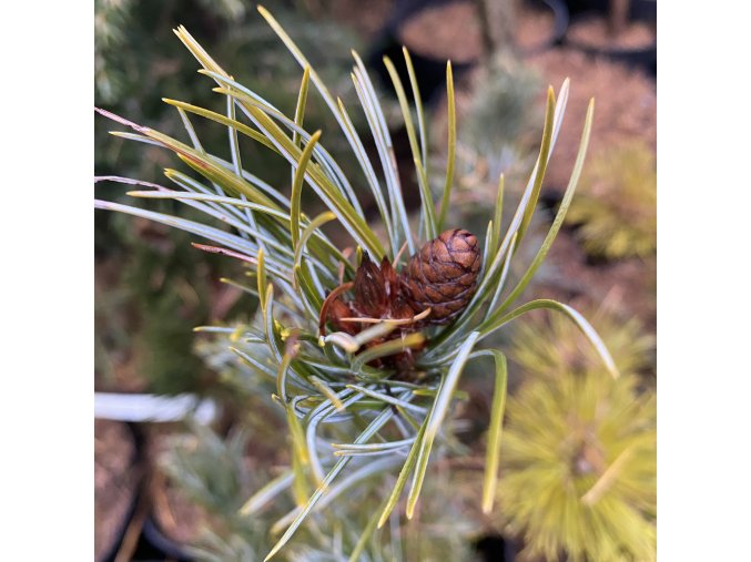 Pinus parviflora 'Bergman'