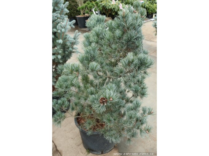 Pinus parviflora 'Negishi' - borovice drobnokvětá