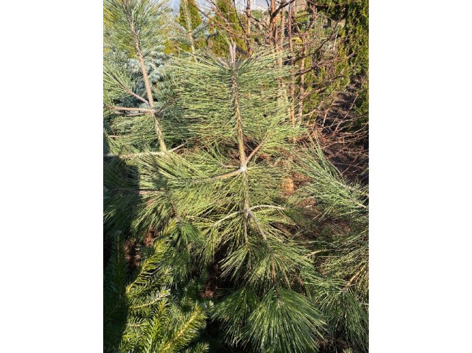 Pinus ponderosa - borovice těžká