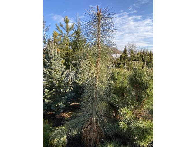 Pinus ponderosa 'Pendula' 'Peňaz' - borovice těžká