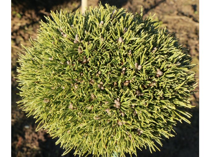 Pinus pseudopumilio 'David Holubec SŠ' - borovice blatka
