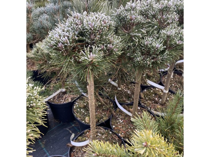 Pinus pseudopumilio 'David Holubec SŠ' kmínek - borovice blatka