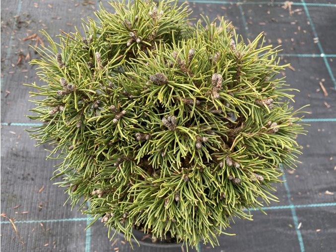 Pinus pseudopumilio 'David Holubec SŠ' kmínek - borovice blatka