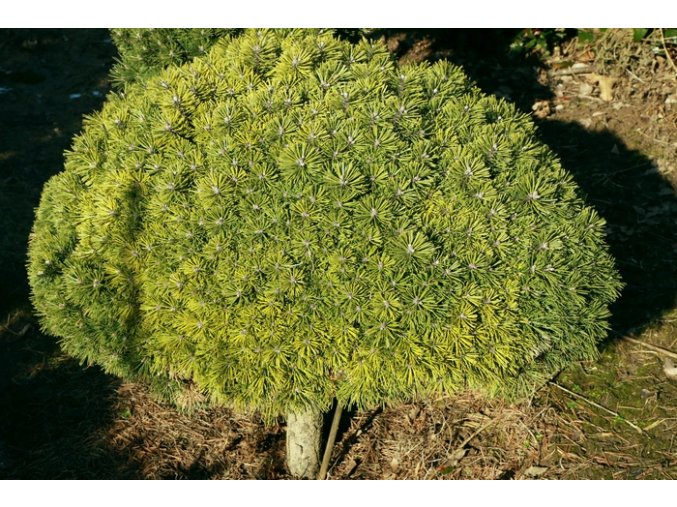 Pinus pseudopumilio 'SŠ Pavlína' - borovice rašelinná