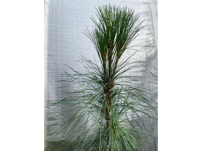 Pinus schwerinii (x) 'Wiethorst' - borovice Schwerinova