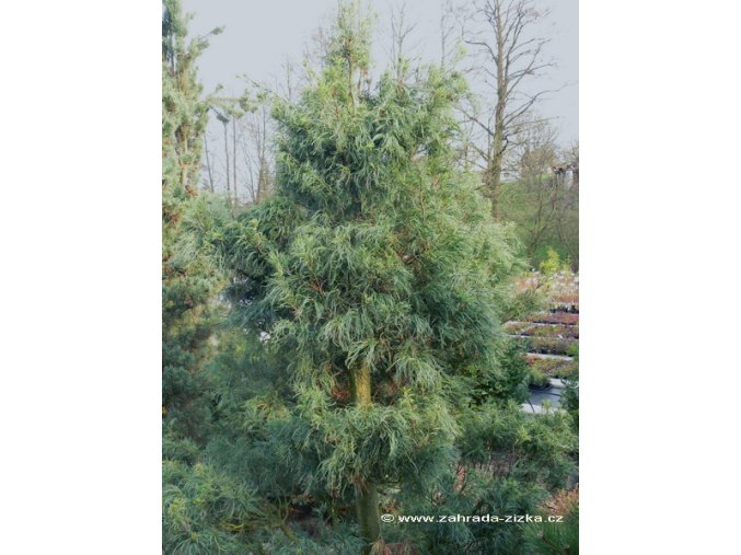 Pinus strobus 'Contorta' - borovice vejmutovka