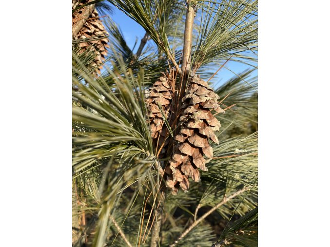 Pinus strobus 'Fastigiata' - borovice vejmutovka