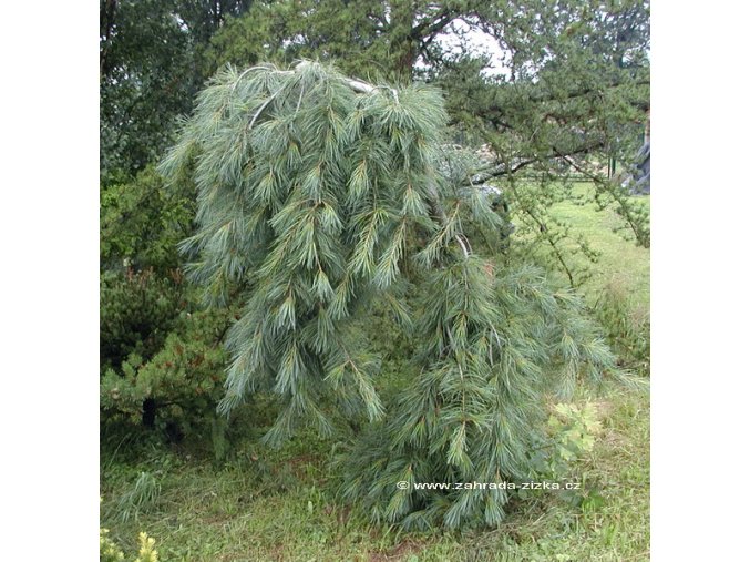 Pinus strobus 'Pendula' - borovice vejmutovka