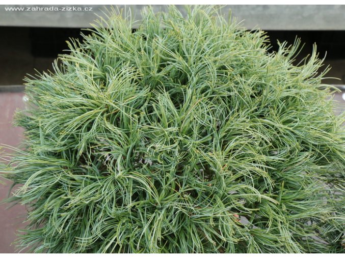 Pinus strobus 'Tiny Curls' - borovice vejmutovka