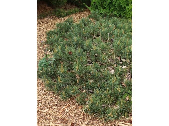 Pinus sylvestris 'Albyns