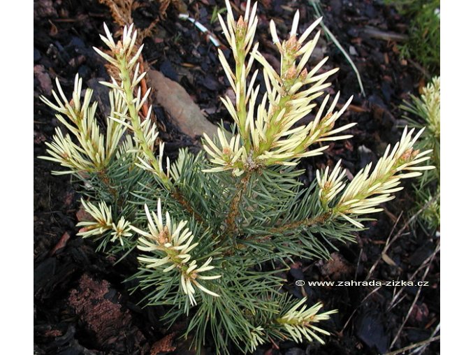 Pinus sylvestris 'Argentea' - borovice lesní
