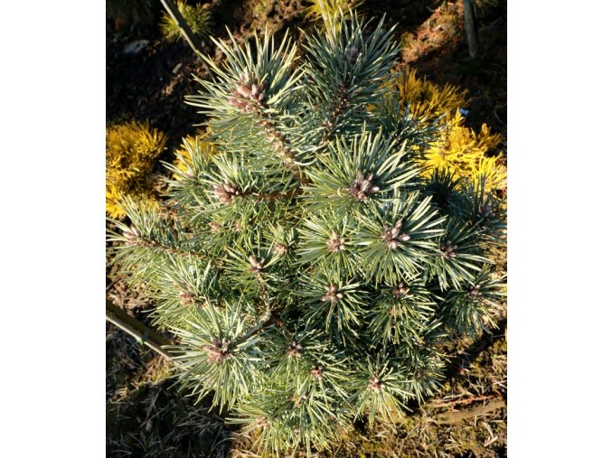 Pinus sylvestris 'Doone Valley' - borovice lesní