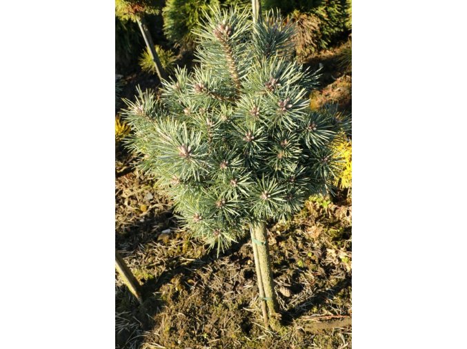 Pinus sylvestris 'Doone Valley' kmínek - borovice lesní