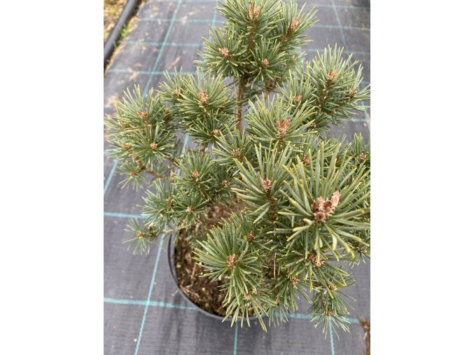 Pinus sylvestris 'Jeremy'