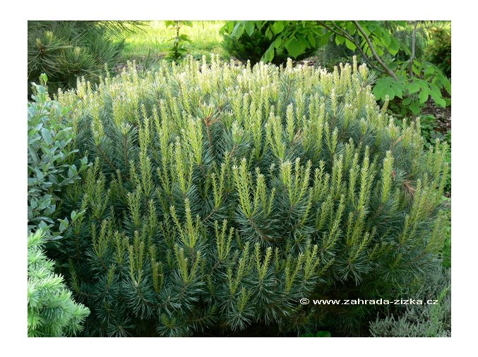 Pinus sylvestris 'Saxatilis' - borovice lesní