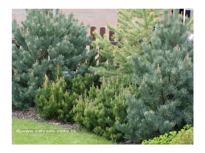 Pinus sylvestris 'Watereri' - borovice lesní