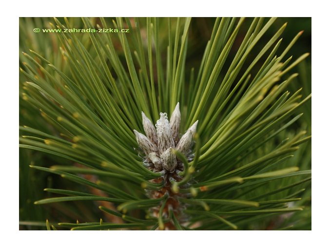 Pinus thunbergii 'Sayonara' - borovice thunbergova