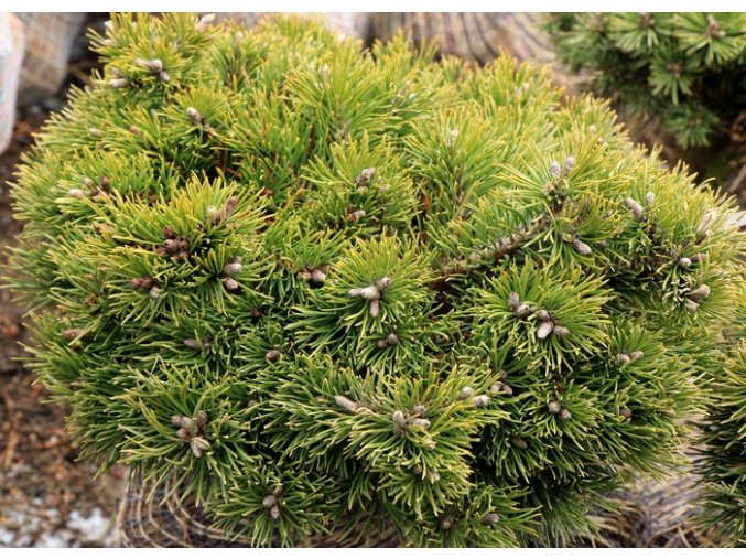 Pinus uncinata 'Grüne Welle' - borovice blatka