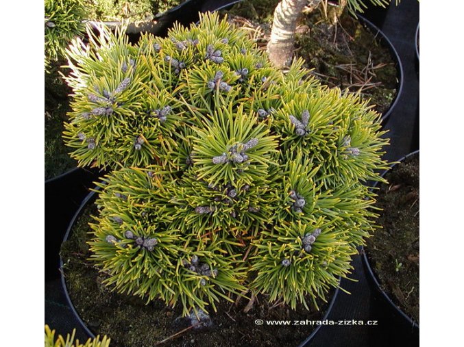 Pinus uncinata 'Grüne Welle' kmínek - borovice blatka