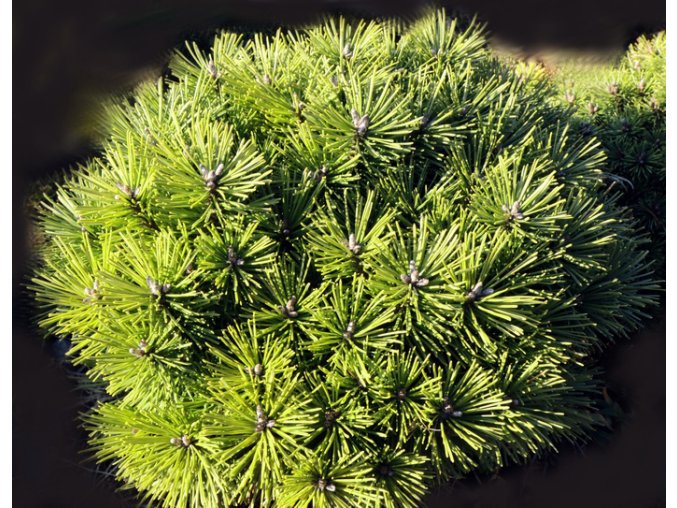 Pinus uncinata 'Ježek' - borovice blatka