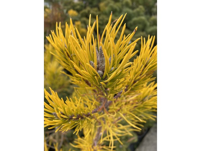 Pinus virginiana 'Watson Golden' - borovice virginská