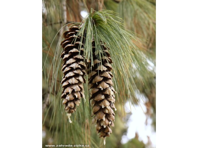 Pinus wallichiana - borovice himalájská