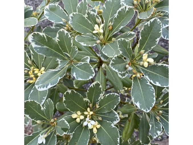 Pittosporum tobira 'Variegata' - slizoplod tobira