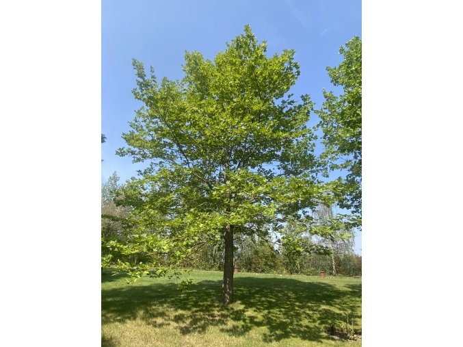 Platanus acerifolia - platan javorolistý