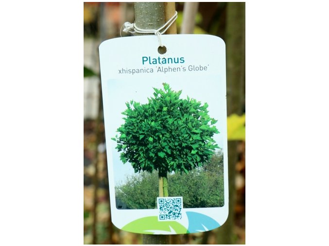 Platanus acerifolia 'Alphen's Globe' - platan