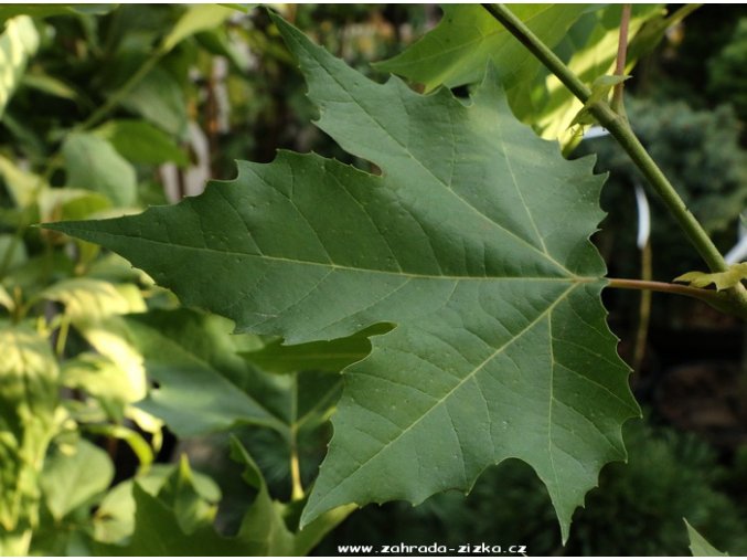 Platanus hispanica 'Acerifolia' - platan javorolistý