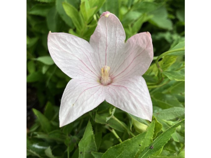 Platycodon grandiflorus 'Fuji Pink' - boubelka velkokvětá