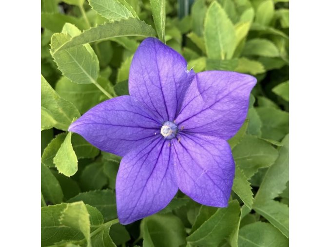 Platycodon grandiflorus 'Mariesii' - boubelka velkokvětá